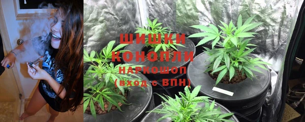 ГАЛЛЮЦИНОГЕННЫЕ ГРИБЫ Козловка